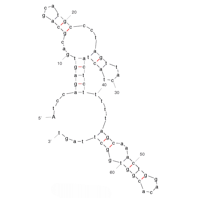 Secondary Structure - Anti-Acute Myeloid Leukemia Cells (HL60) Aptamer [KH1C12] (Biotin) (A320822) - Antibodies.com