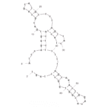 Secondary Structure - Anti-Acute Myeloid Leukemia Cells (HL60) Aptamer [KH1C12] (Biotin) (A320822) - Antibodies.com