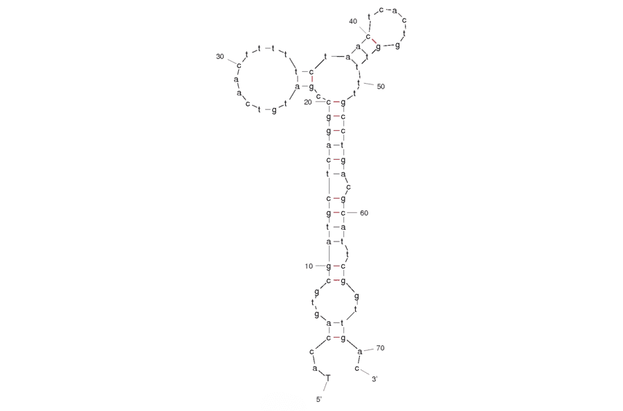 Secondary Structure - Anti-Small Cell Lung Cancer Surface Molecular Markers Aptamer [HCH07] (Biotin) (A320823) - Antibodies.com