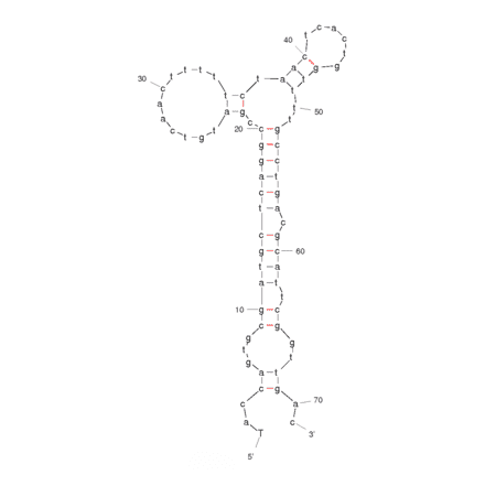 Secondary Structure - Anti-Small Cell Lung Cancer Surface Molecular Markers Aptamer [HCH07] (Biotin) (A320823) - Antibodies.com
