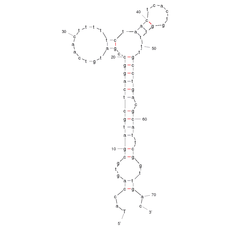 Secondary Structure - Anti-Small Cell Lung Cancer Surface Molecular Markers Aptamer [HCH07] (Biotin) (A320823) - Antibodies.com