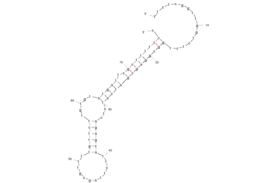 Secondary Structure - Anti-Taq DNA Polymerase Aptamer [TQ21] (Biotin) (A320824) - Antibodies.com