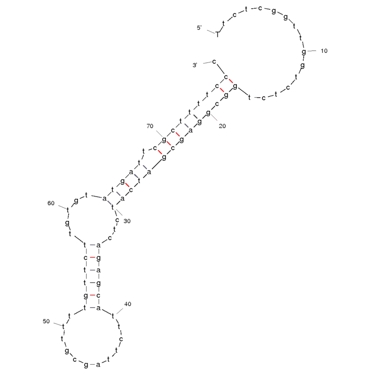 Secondary Structure - Anti-Taq DNA Polymerase Aptamer [TQ21] (Biotin) (A320824) - Antibodies.com