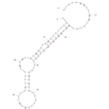 Secondary Structure - Anti-Taq DNA Polymerase Aptamer [TQ21] (Biotin) (A320824) - Antibodies.com