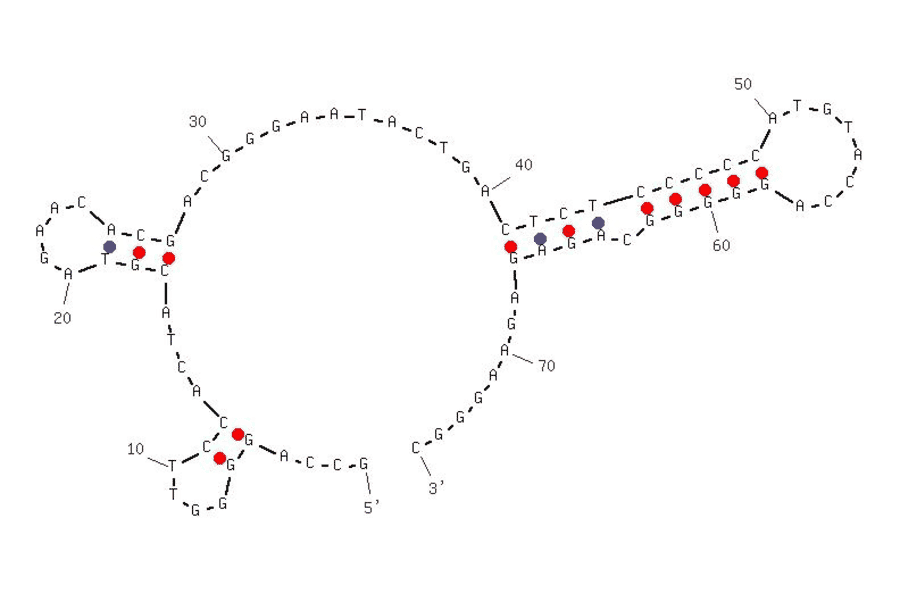 Secondary Structure - Anti-Protein Kinase C delta Aptamer (Biotin) (A320825) - Antibodies.com