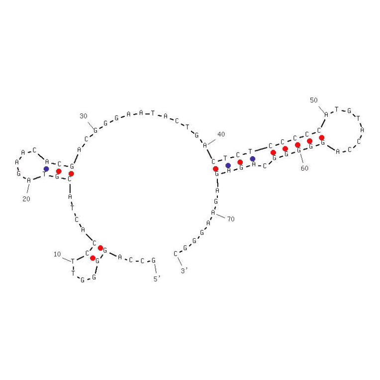 Secondary Structure - Anti-Protein Kinase C delta Aptamer (Biotin) (A320825) - Antibodies.com