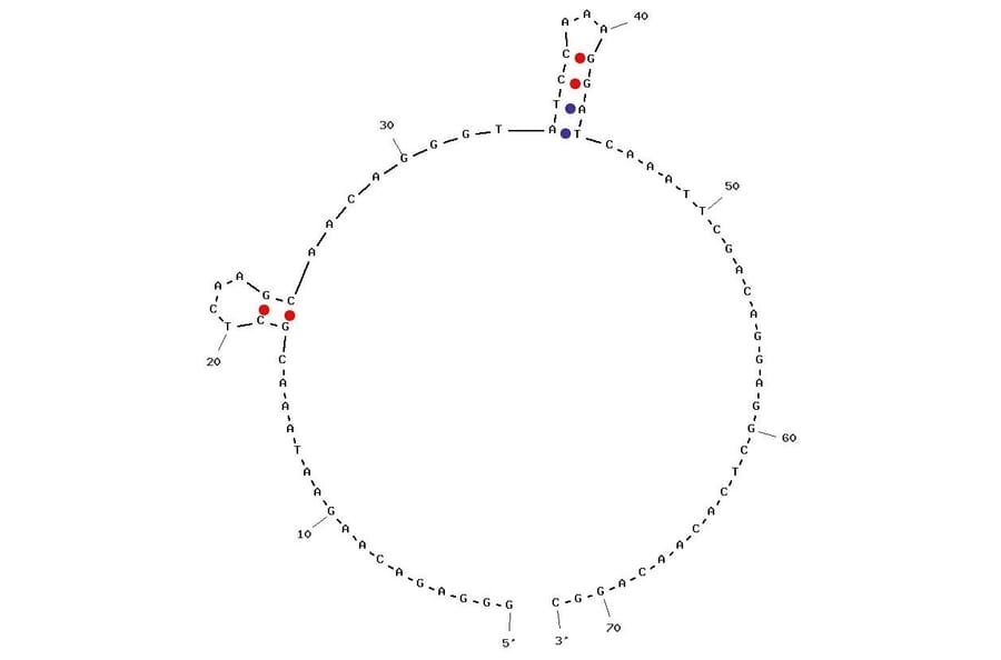 Secondary Structure - Anti-MUC1 Aptamer [S1.6] (Biotin) (A320826) - Antibodies.com