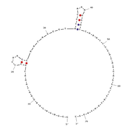 Secondary Structure - Anti-MUC1 Aptamer [S1.6] (Biotin) (A320826) - Antibodies.com