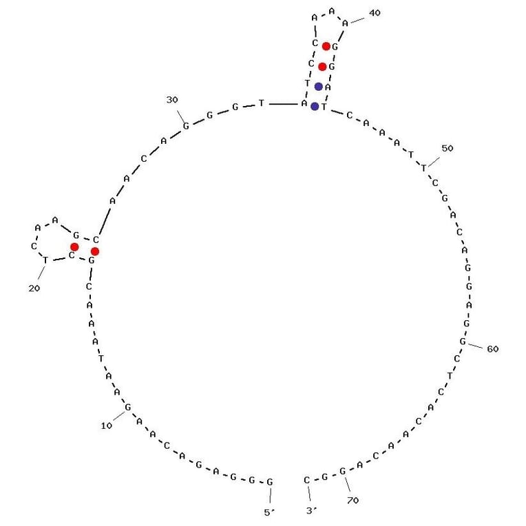Secondary Structure - Anti-MUC1 Aptamer [S1.6] (Biotin) (A320826) - Antibodies.com