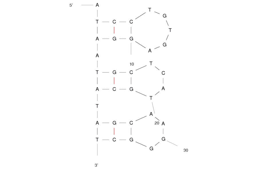 Secondary Structure - Anti-Abrin Toxin Aptamer [TA6] (Biotin) (A320827) - Antibodies.com