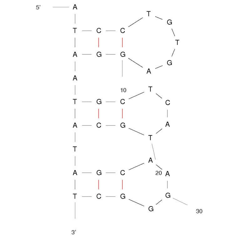 Secondary Structure - Anti-Abrin Toxin Aptamer [TA6] (Biotin) (A320827) - Antibodies.com