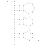 Secondary Structure - Anti-Abrin Toxin Aptamer [TA6] (Biotin) (A320827) - Antibodies.com
