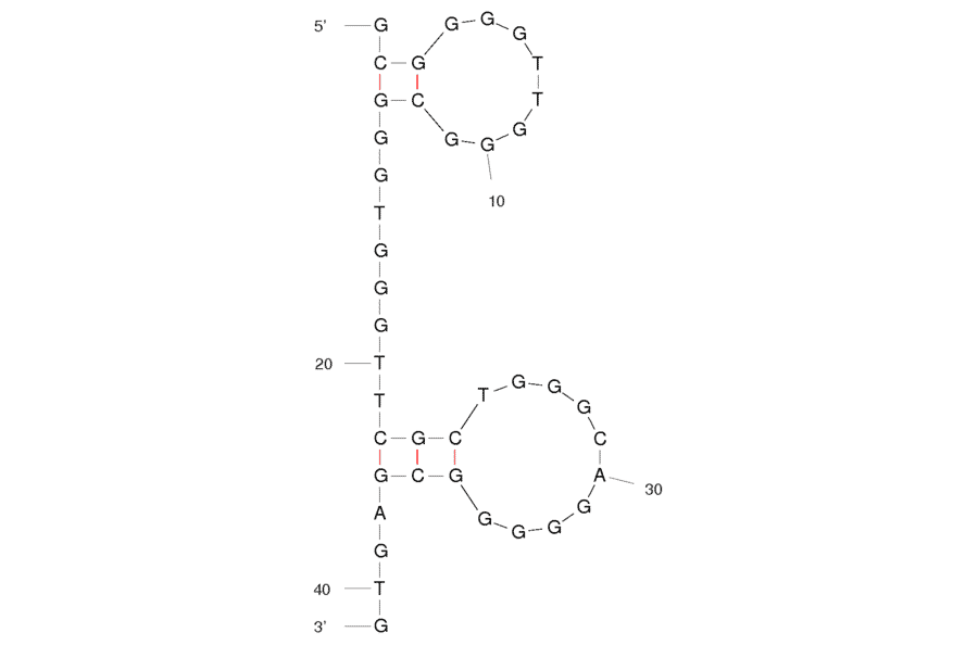 Secondary Structure - Anti-Cellobiose Aptamer [Cel#16] (Biotin) (A320828) - Antibodies.com