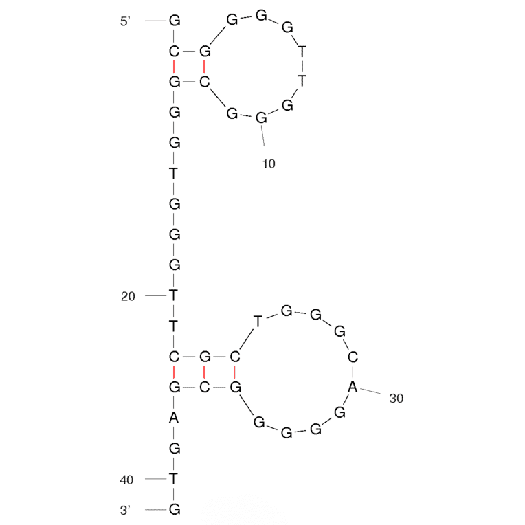 Secondary Structure - Anti-Cellobiose Aptamer [Cel#16] (Biotin) (A320828) - Antibodies.com