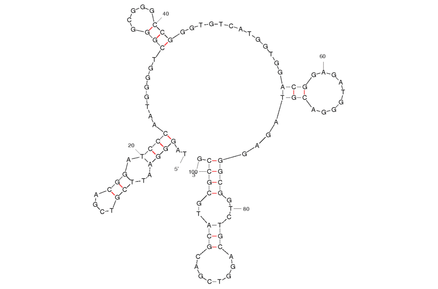 Secondary Structure - Anti-Hematoporphyrin IX Aptamer (Biotin) (A320830) - Antibodies.com