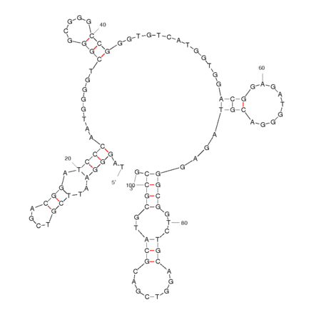 Secondary Structure - Anti-Hematoporphyrin IX Aptamer (Biotin) (A320830) - Antibodies.com