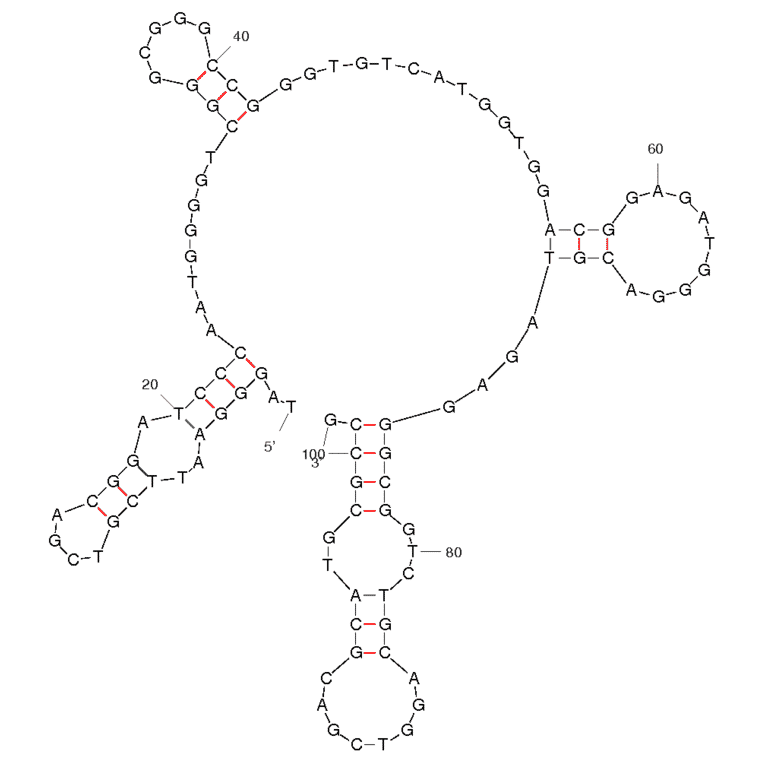 Secondary Structure - Anti-Hematoporphyrin IX Aptamer (Biotin) (A320830) - Antibodies.com