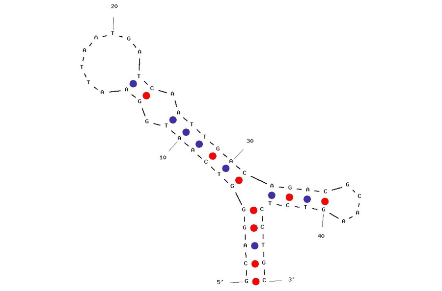 Secondary Structure - Anti-Cholic Acid Aptamer (Biotin) (A320831) - Antibodies.com