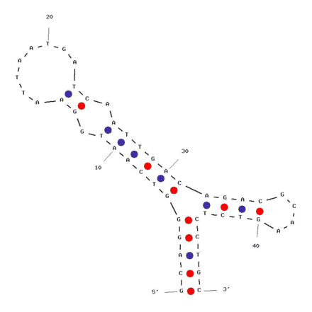 Secondary Structure - Anti-Cholic Acid Aptamer (Biotin) (A320831) - Antibodies.com