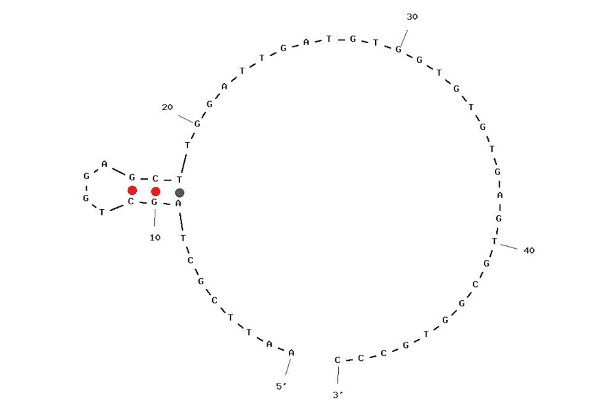 Secondary Structure - Anti-L-Tyrosinamide Aptamer [pe35] (Biotin) (A320833) - Antibodies.com