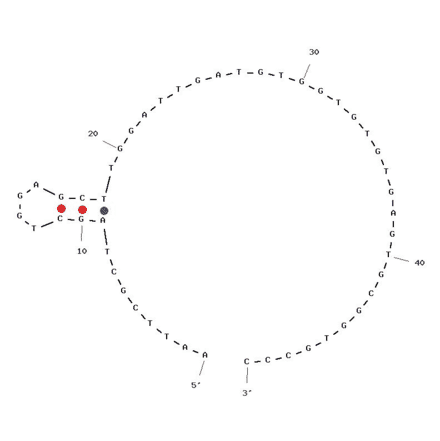 Secondary Structure - Anti-L-Tyrosinamide Aptamer [pe35] (Biotin) (A320833) - Antibodies.com