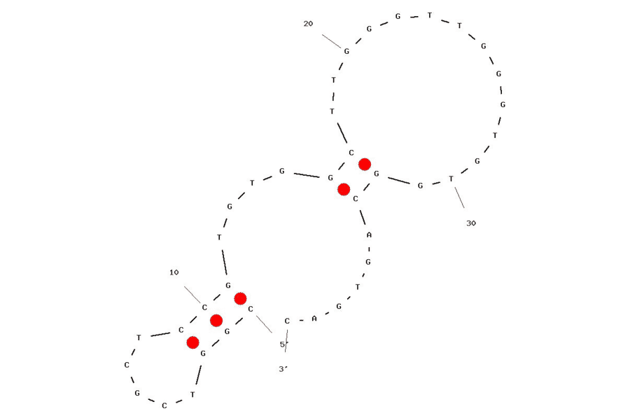 Secondary Structure - Anti-RNase H1 Aptamer [VI-2] (Biotin) (A320834) - Antibodies.com