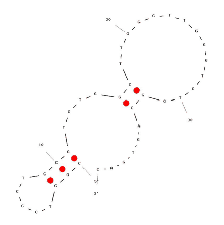 Secondary Structure - Anti-RNase H1 Aptamer [VI-2] (Biotin) (A320834) - Antibodies.com