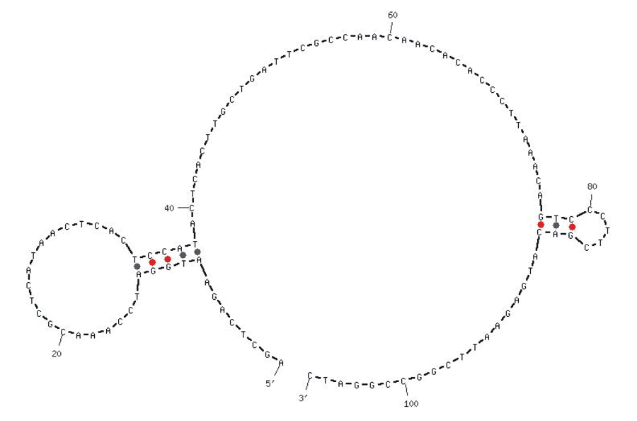 Secondary Structure - Anti-AGE Aptamer [Clone 9] (Biotin) (A320835) - Antibodies.com