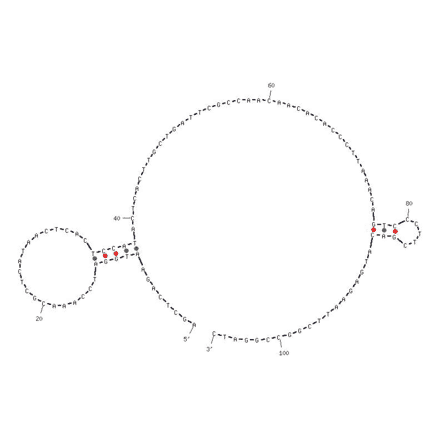 Secondary Structure - Anti-AGE Aptamer [Clone 9] (Biotin) (A320835) - Antibodies.com