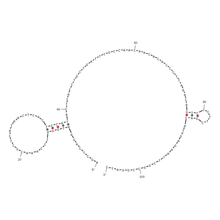 Secondary Structure - Anti-AGE Aptamer [Clone 9] (Biotin) (A320835) - Antibodies.com