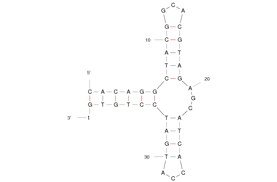 Secondary Structure - Anti-PDGF BB Aptamer (Biotin) (A320836) - Antibodies.com