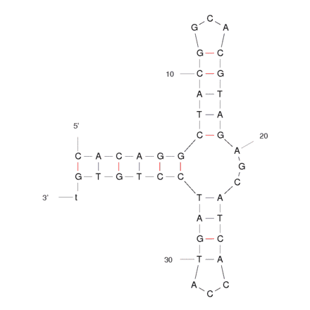 Secondary Structure - Anti-PDGF BB Aptamer (Biotin) (A320836) - Antibodies.com