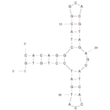 Secondary Structure - Anti-PDGF BB Aptamer (Biotin) (A320836) - Antibodies.com