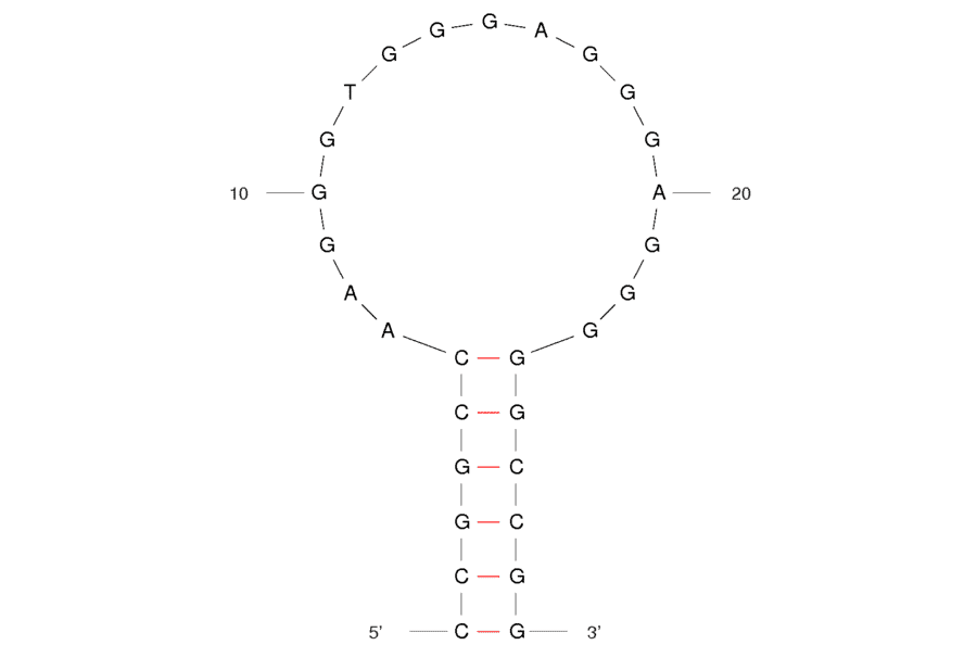 Secondary Structure - Anti-Sulforhodamine B Aptamer [Clone 73] (Biotin) (A320837) - Antibodies.com