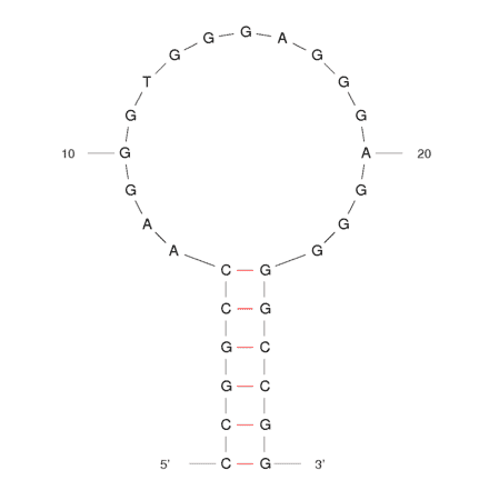 Secondary Structure - Anti-Sulforhodamine B Aptamer [Clone 73] (Biotin) (A320837) - Antibodies.com