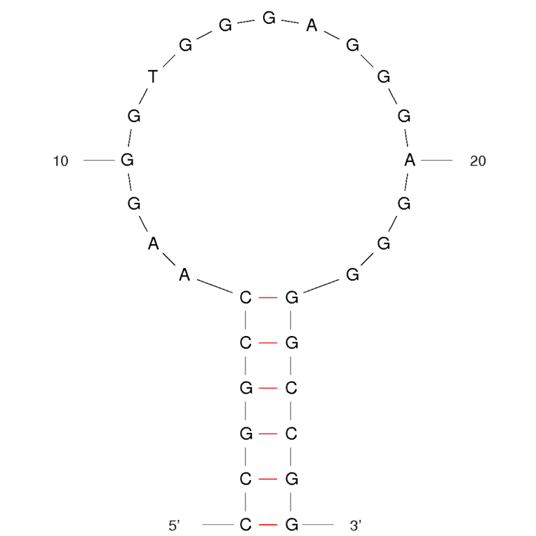 Secondary Structure - Anti-Sulforhodamine B Aptamer [Clone 73] (Biotin) (A320837) - Antibodies.com