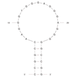 Secondary Structure - Anti-Sulforhodamine B Aptamer [Clone 73] (Biotin) (A320837) - Antibodies.com