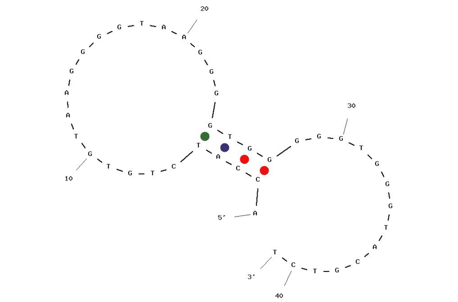 Secondary Structure - Anti-Daunomycin Aptamer [10.10v] (Biotin) (A320838) - Antibodies.com