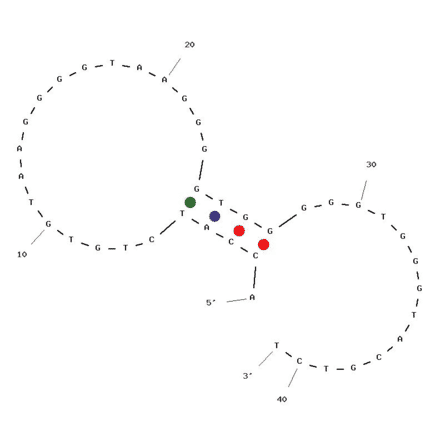Secondary Structure - Anti-Daunomycin Aptamer [10.10v] (Biotin) (A320838) - Antibodies.com