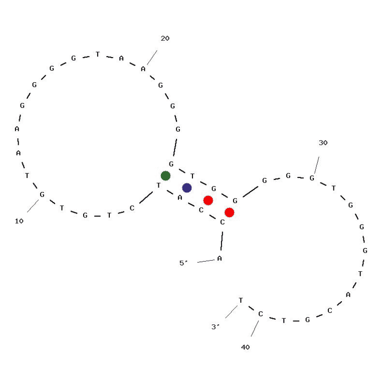 Secondary Structure - Anti-Daunomycin Aptamer [10.10v] (Biotin) (A320838) - Antibodies.com