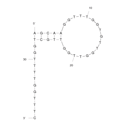 Secondary Structure - Anti-Apple Stem Pitting Virus of PSAH PearIsolate Aptamer (Biotin) (A320840) - Antibodies.com