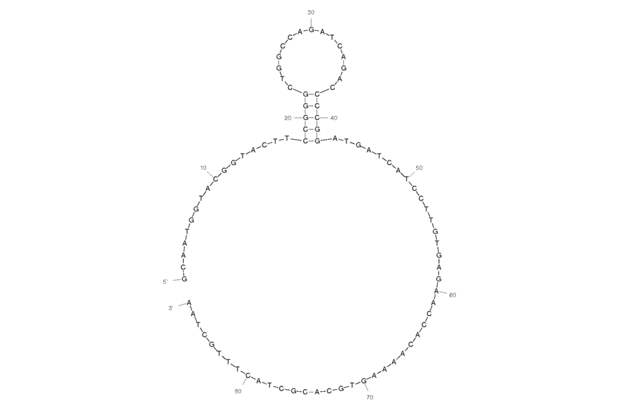 Secondary Structure - Anti-Staphylococcus aureus Aptamer [SA23] (Biotin) (A320841) - Antibodies.com