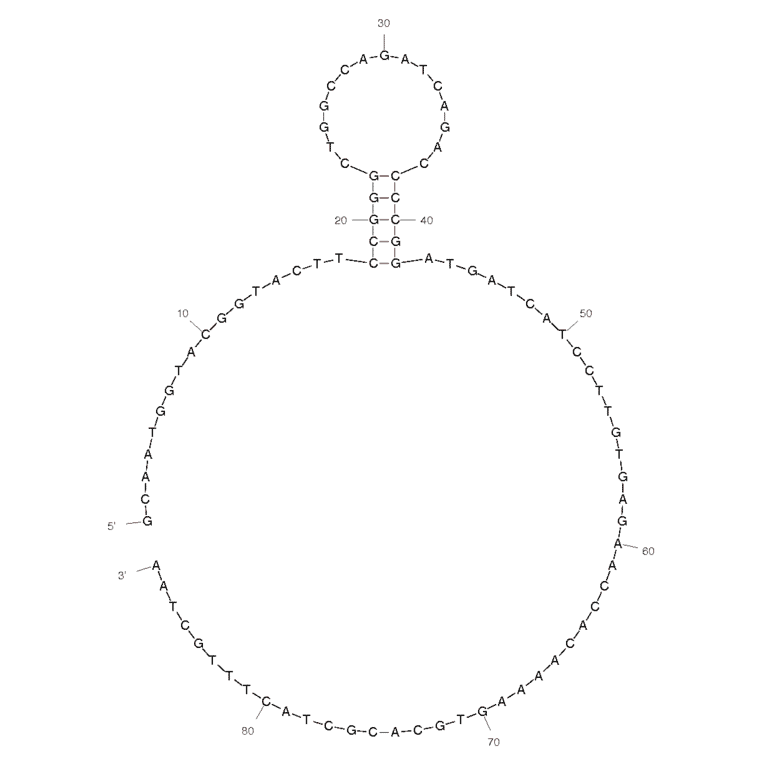 Secondary Structure - Anti-Staphylococcus aureus Aptamer [SA23] (Biotin) (A320841) - Antibodies.com