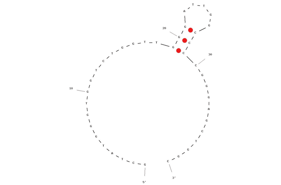 Secondary Structure - Anti-His Tag Aptamer [6H7] (Biotin) (A320842) - Antibodies.com