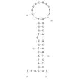 Secondary Structure - Anti-Neutrophil Elastase Aptamer (Biotin) (A320843) - Antibodies.com