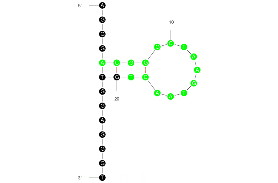 Secondary Structure - Anti-DNAzyme Aptamer (Biotin) (A320845) - Antibodies.com