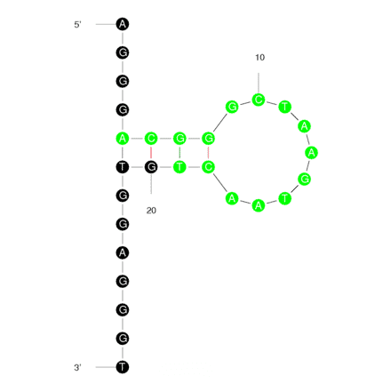 Secondary Structure - Anti-DNAzyme Aptamer (Biotin) (A320845) - Antibodies.com