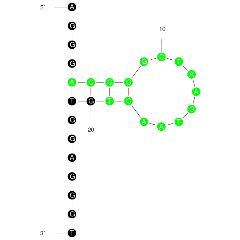 Secondary Structure - Anti-DNAzyme Aptamer (Biotin) (A320845) - Antibodies.com