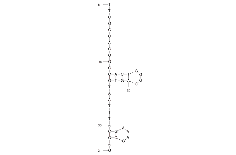 Secondary Structure - Anti-Phospholamban Aptamer [Apt-9] (Biotin) (A320846) - Antibodies.com