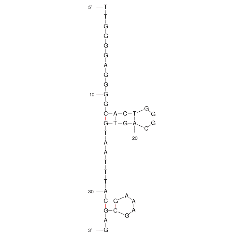 Secondary Structure - Anti-Phospholamban Aptamer [Apt-9] (Biotin) (A320846) - Antibodies.com